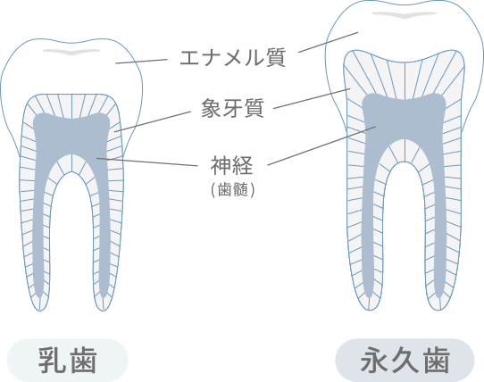 乳歯はむし歯になりやすく、進行しやすい